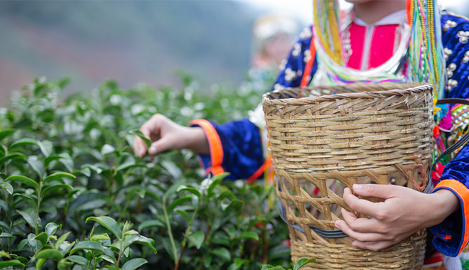 Kahve ve Çay Üreticilerine Devlet Destekleri Artıyor!